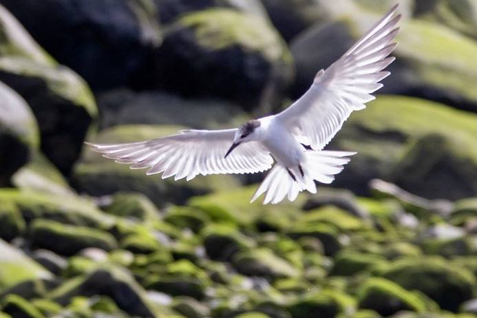 Juvenile Roseate Tern by Tony CC Gray is licensed under CC BY-NC-ND 2.0.